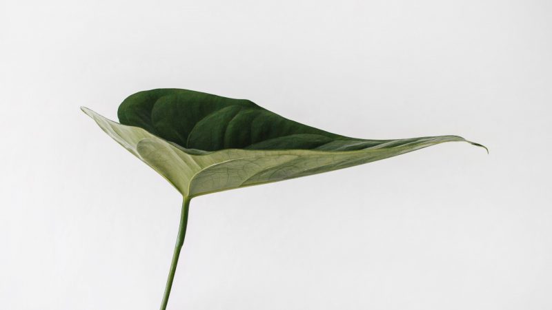 Ein grünes Blatt, das eine Mulde bildet